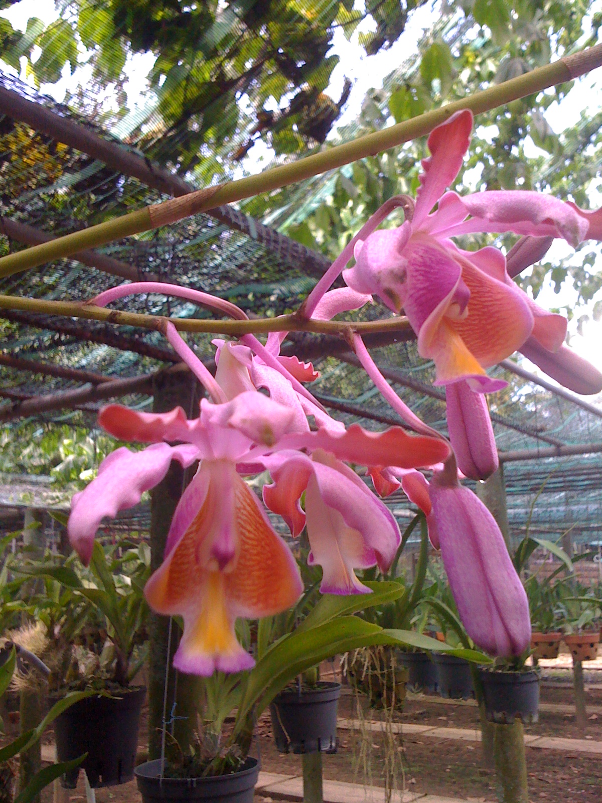 Orchids | Online sales
